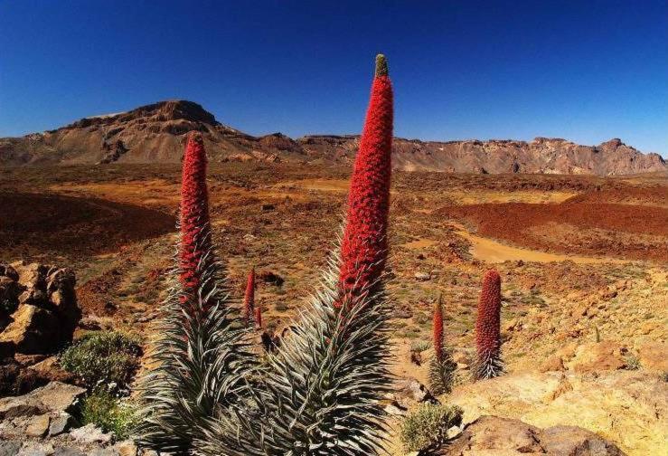 4 Santiago Playa Tenerife Estudio Πλάγια ντε λας Αμέρικας Εξωτερικό φωτογραφία